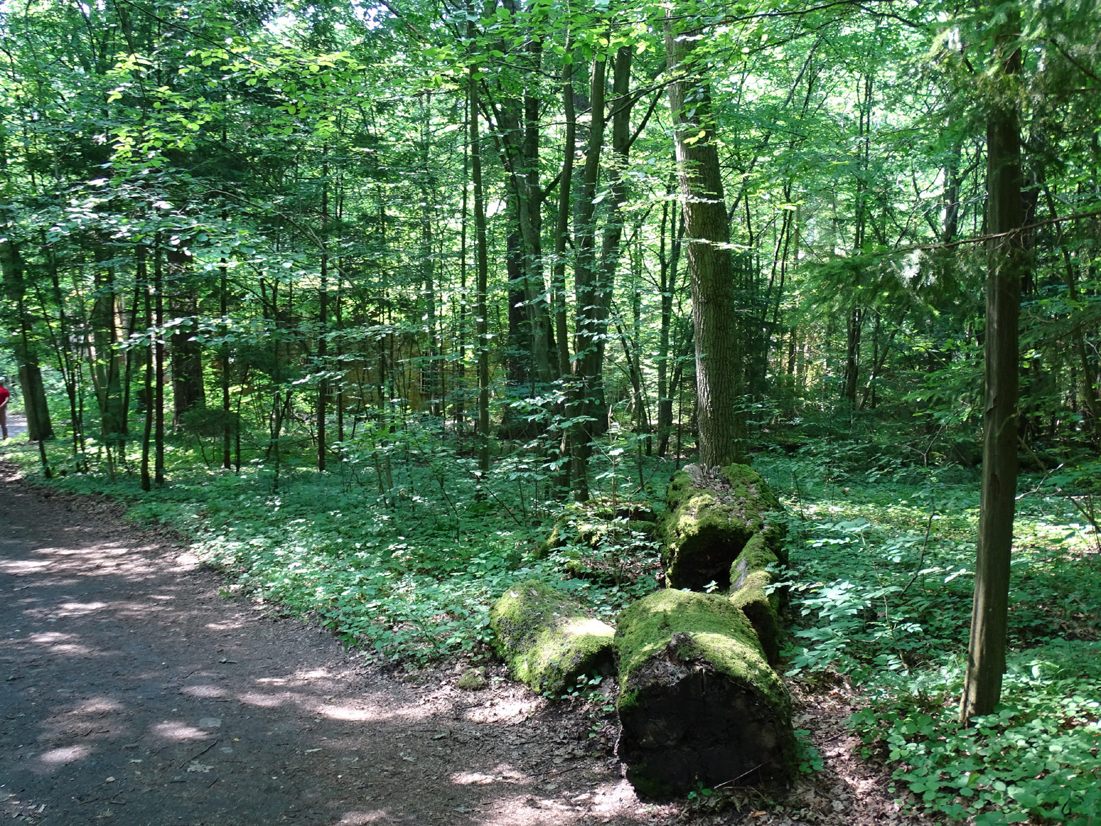 Ruins of Bunker Complex Wolfsschanze - Hitler Eastern Headquarters, Gierloz, Masuria